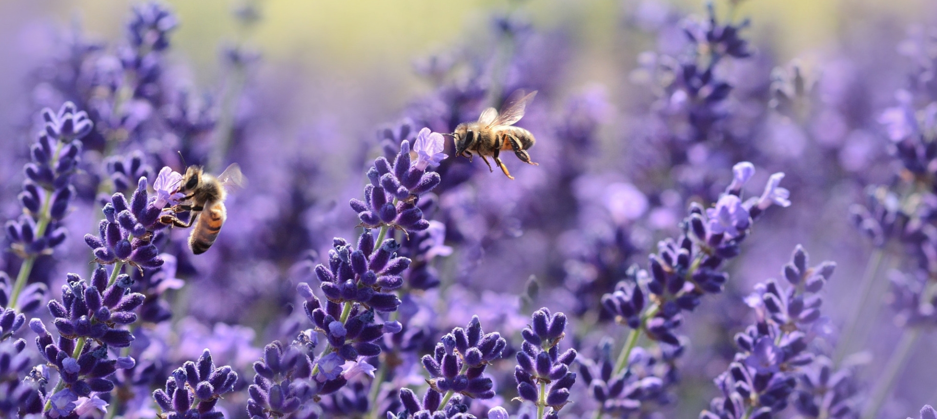 bumble bees flying amongst purple flowers