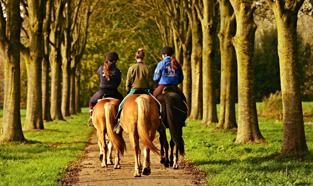 three woman riding horses down a trail with trees along the side