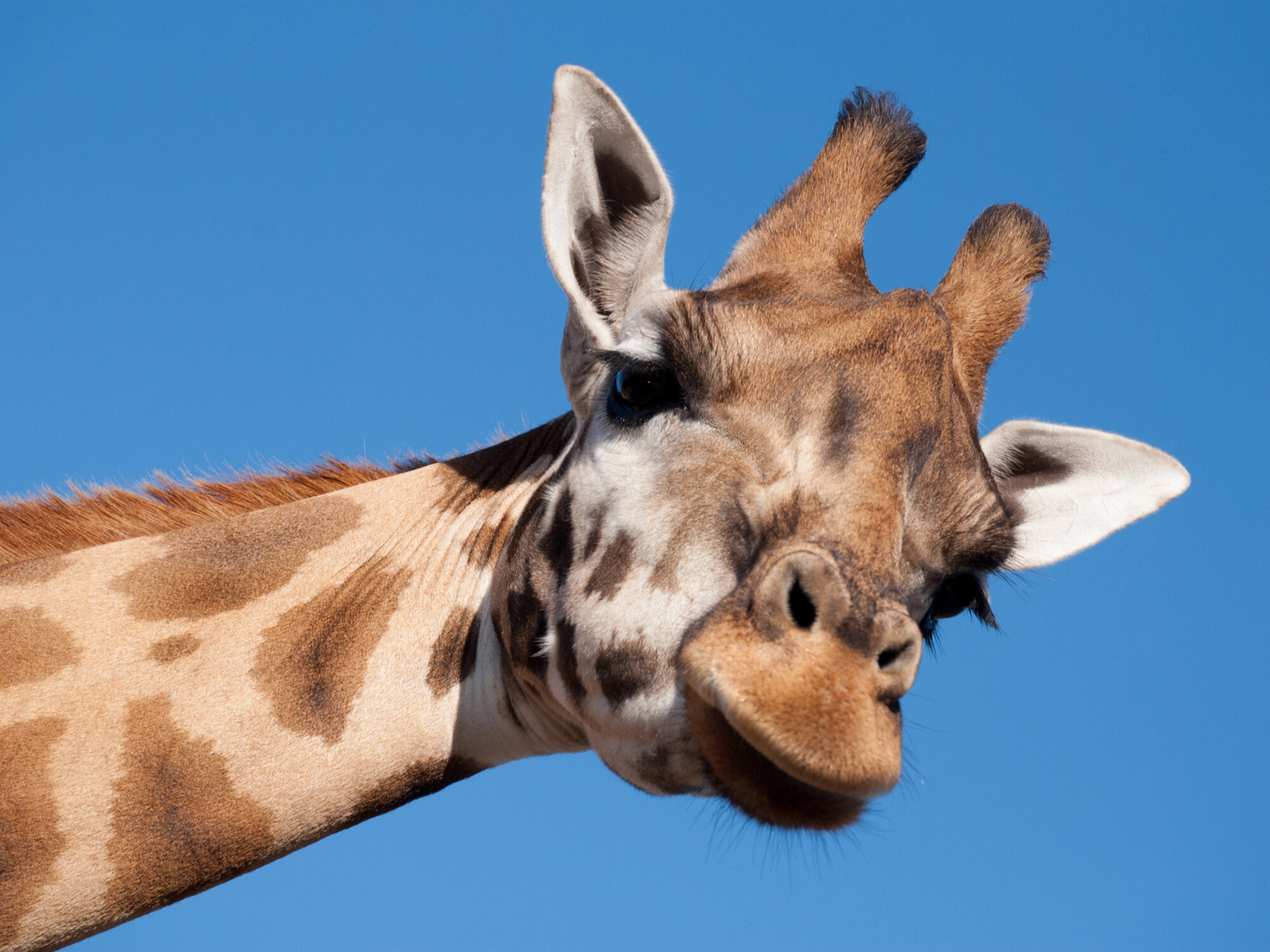 a close up image of a giraffes face