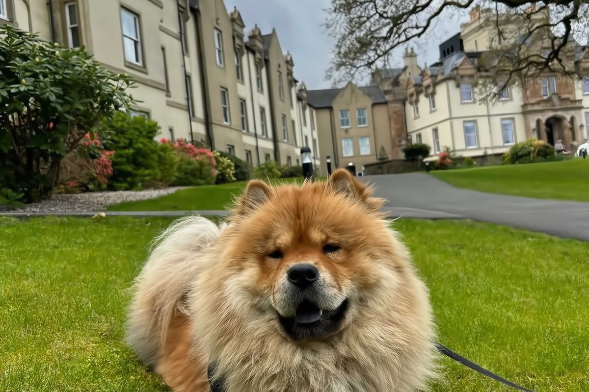 Dog laying peacefully on grass near Cameron House