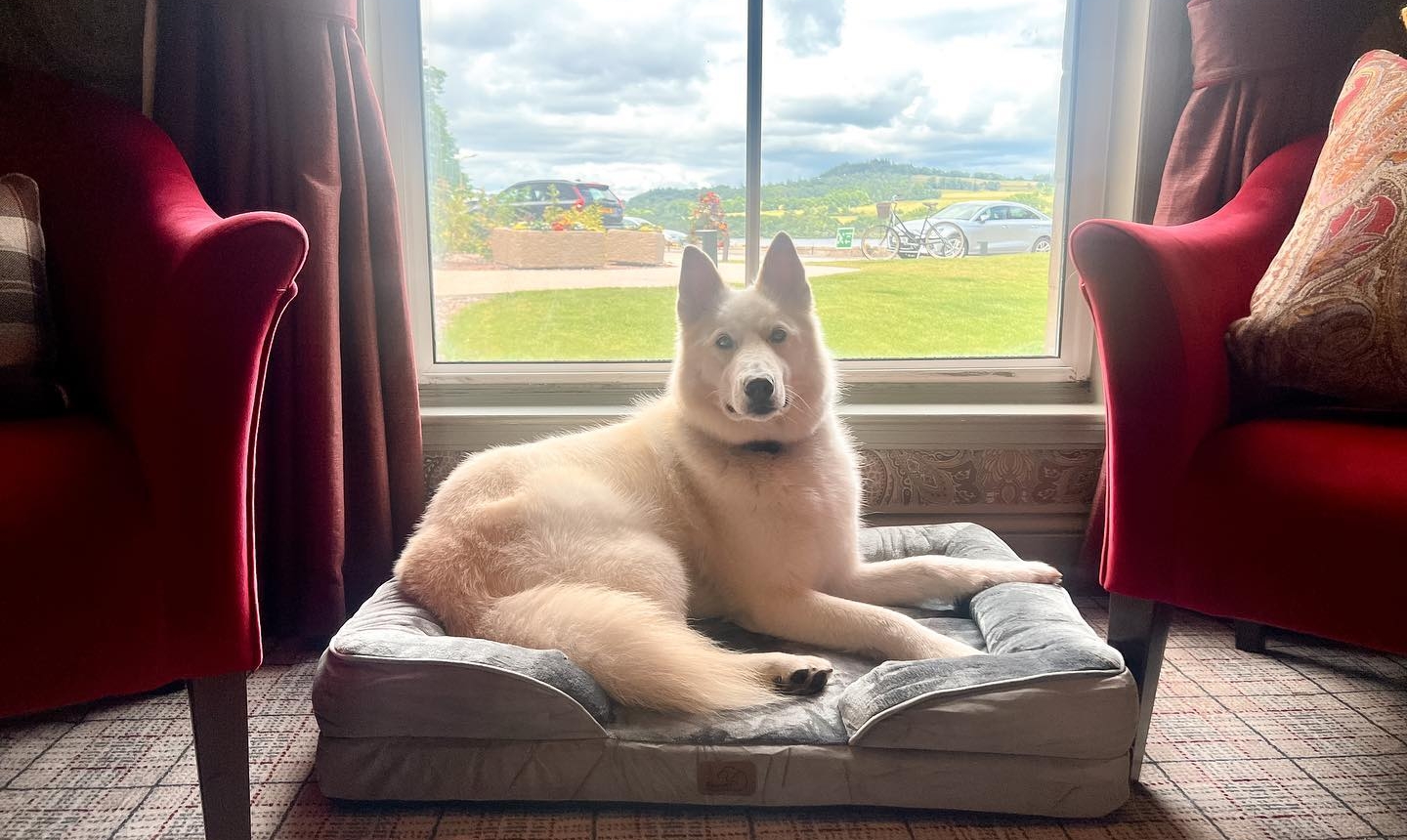 A white dog peacefully resting on a bed, basking in the sunlight streaming through a window.