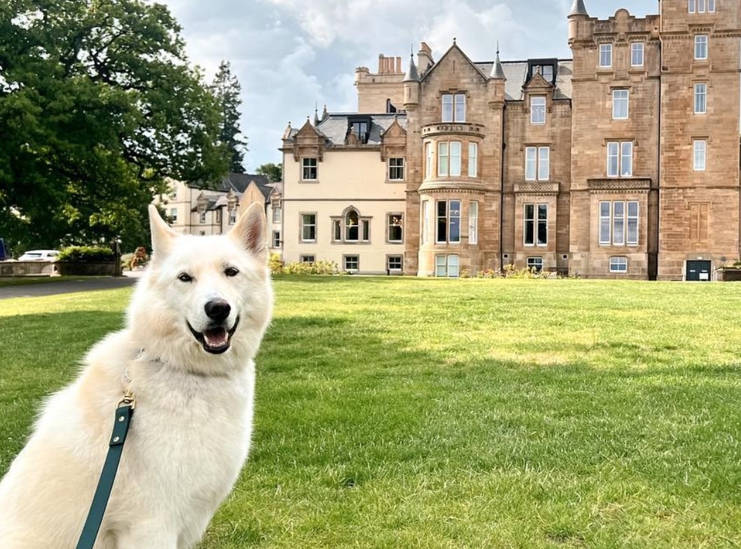 A white dog sitting on grass in front of a large castle at Cameron House.