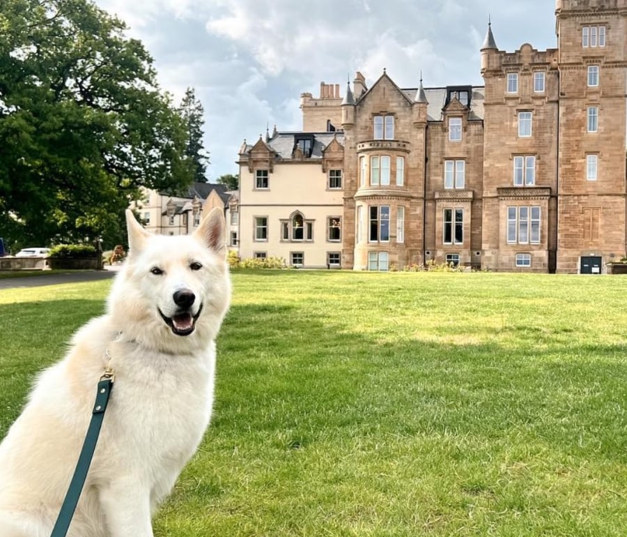 A white dog sitting on grass in front of a large castle at Cameron House.