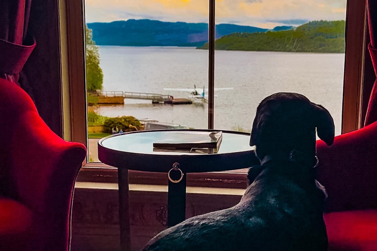 A dog sitting in a chair, gazing out a window, captivated by the view outside.