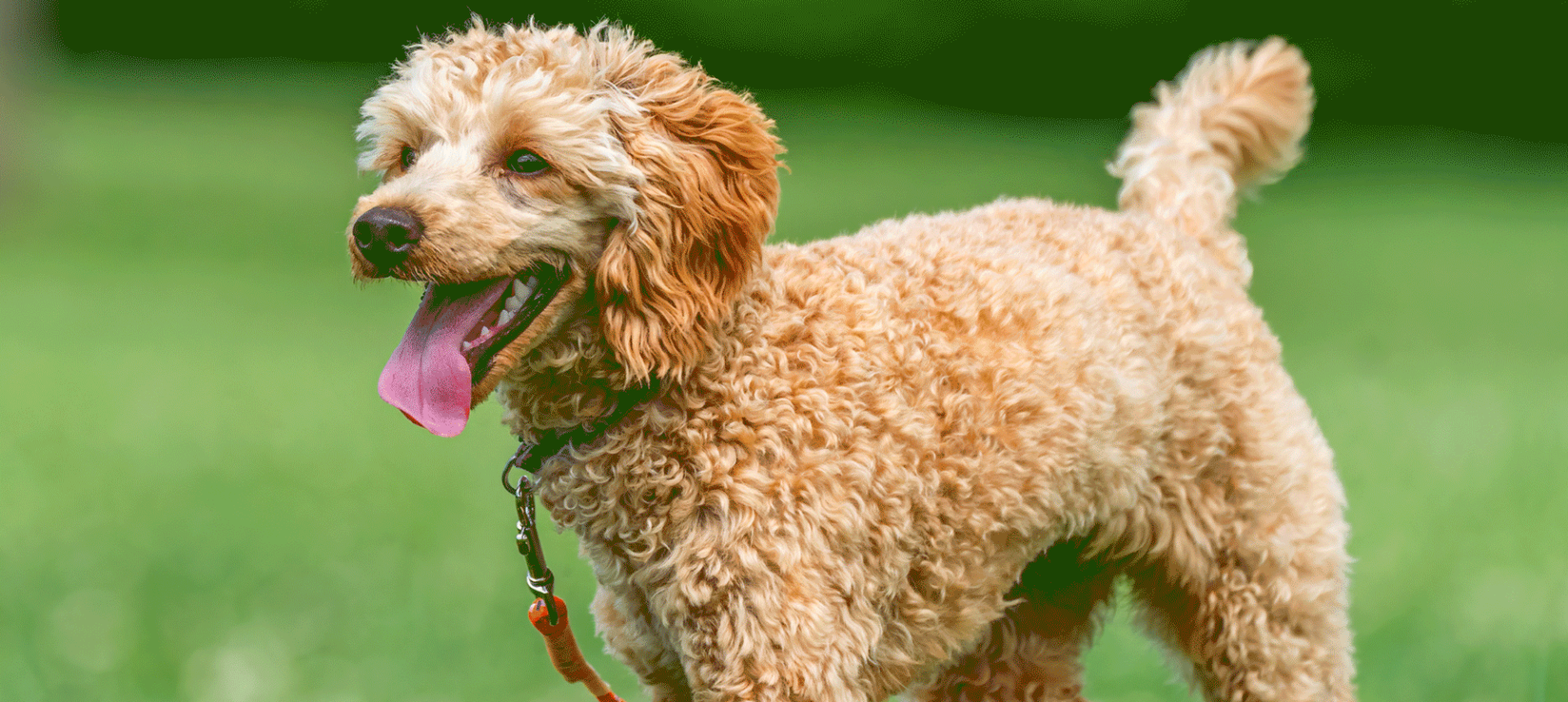 a close up image of a poodle walking through the grass with its tongue hanging out of its mouth