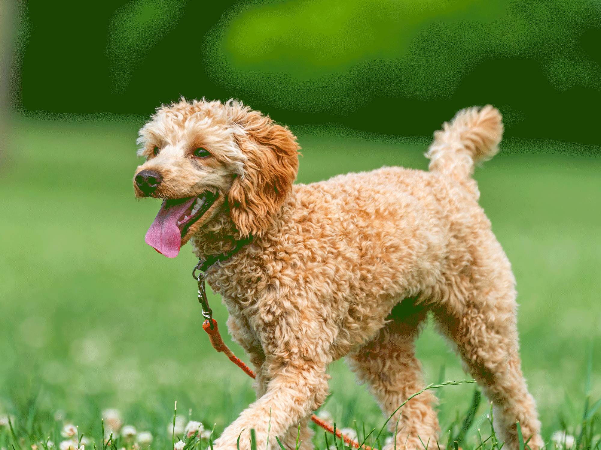 a close up image of a poodle walking through the grass with its tongue hanging out of its mouth