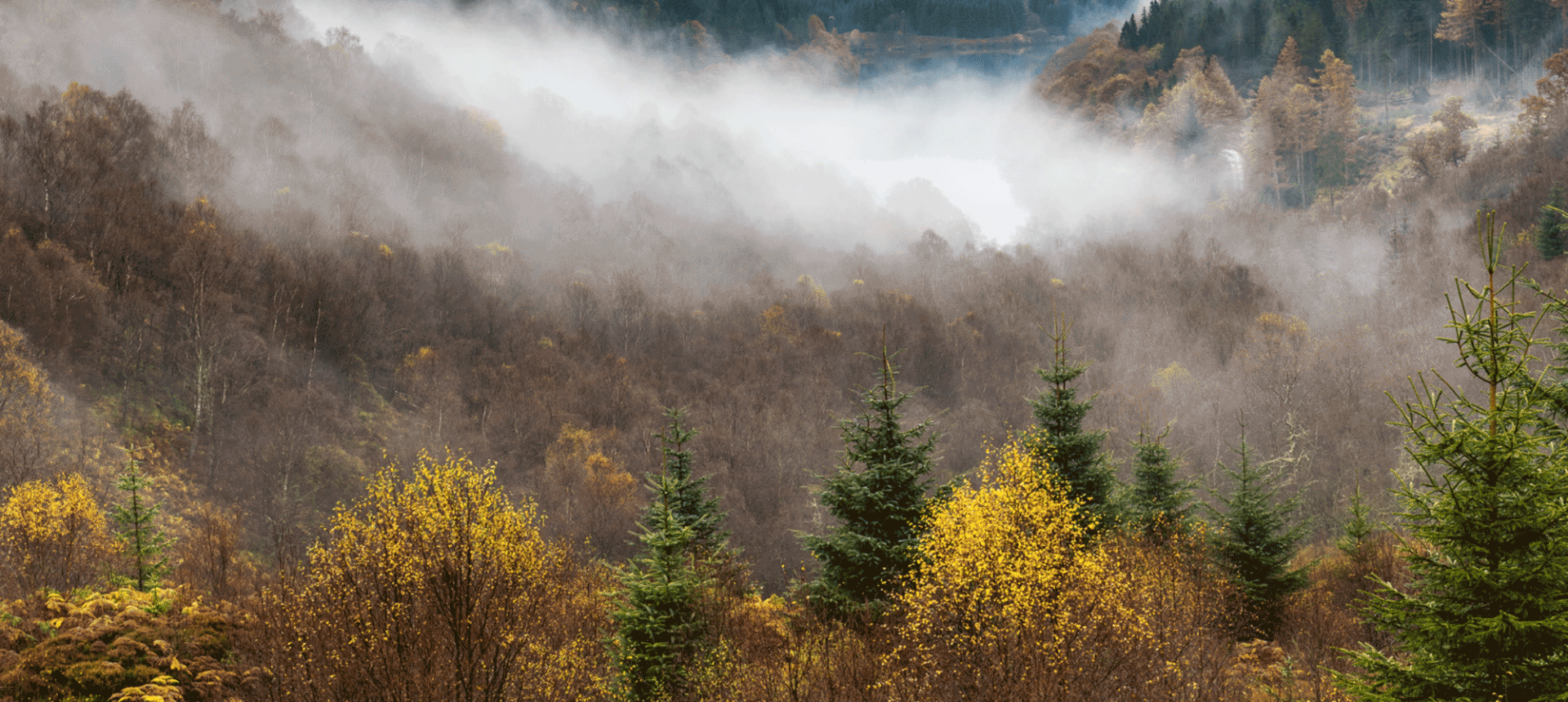 a foggy forest in the fall with large mountains in the back