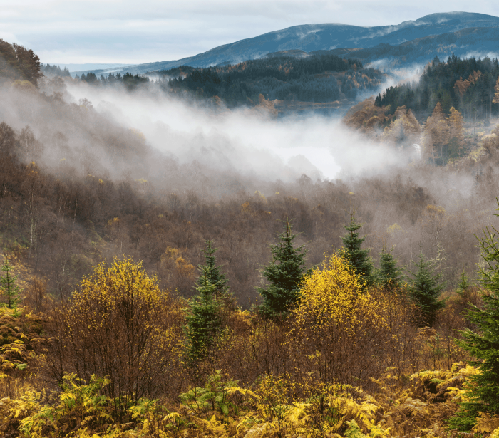 a foggy forest in the fall with large mountains in the back