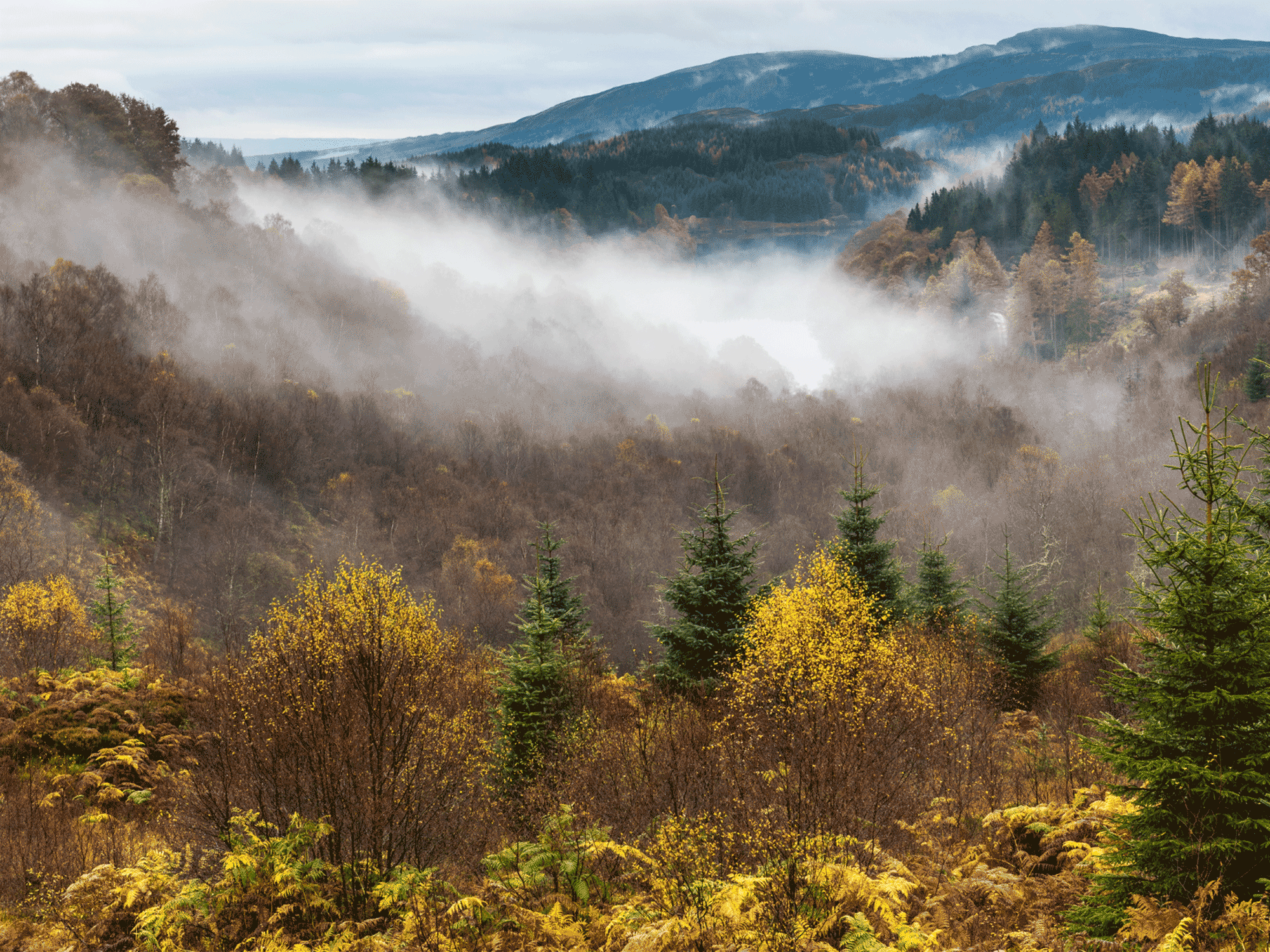 a foggy forest in the fall with large mountains in the back