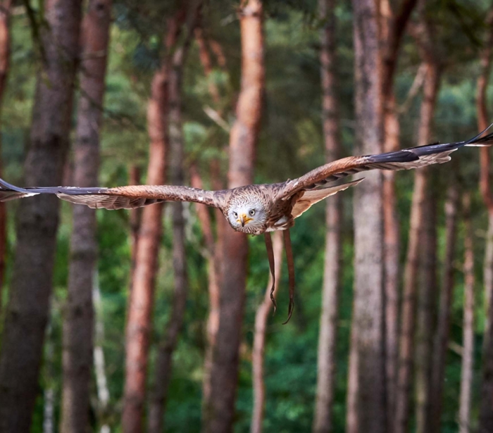 a falcon in flight