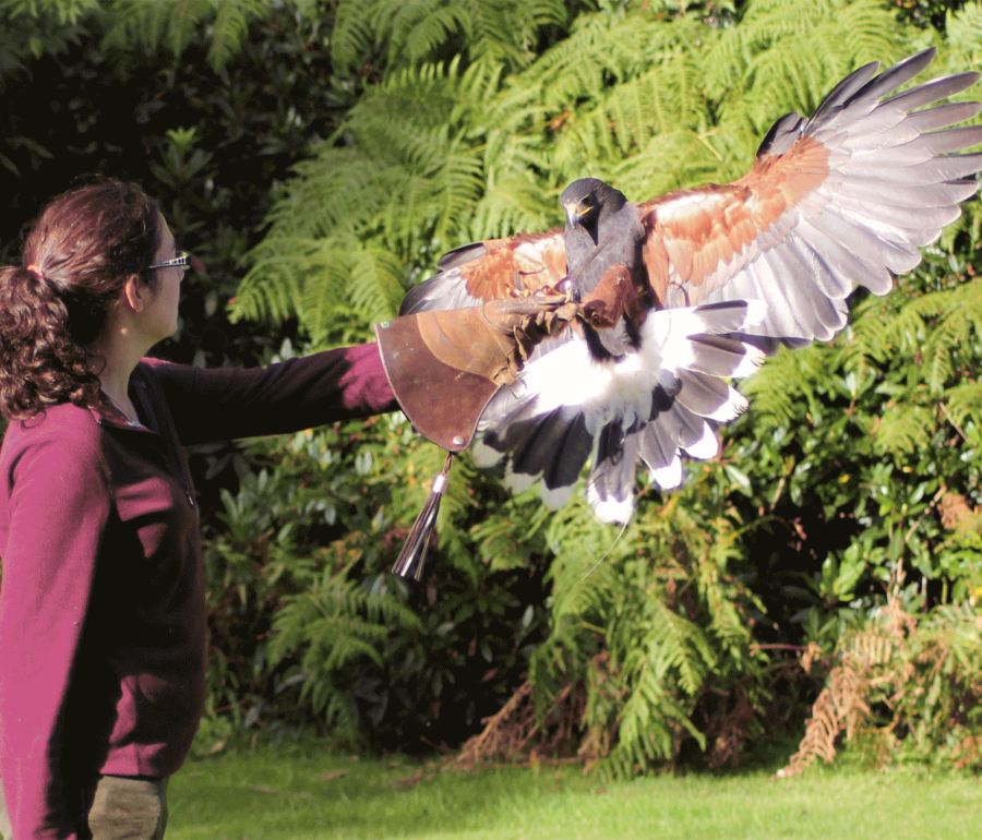 a woman wearing a glove letting a falcon land on her arm