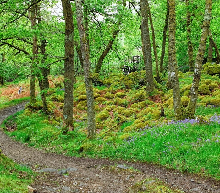 a dirt trail in the middle of a bright green forest with a small foot bridge in the background