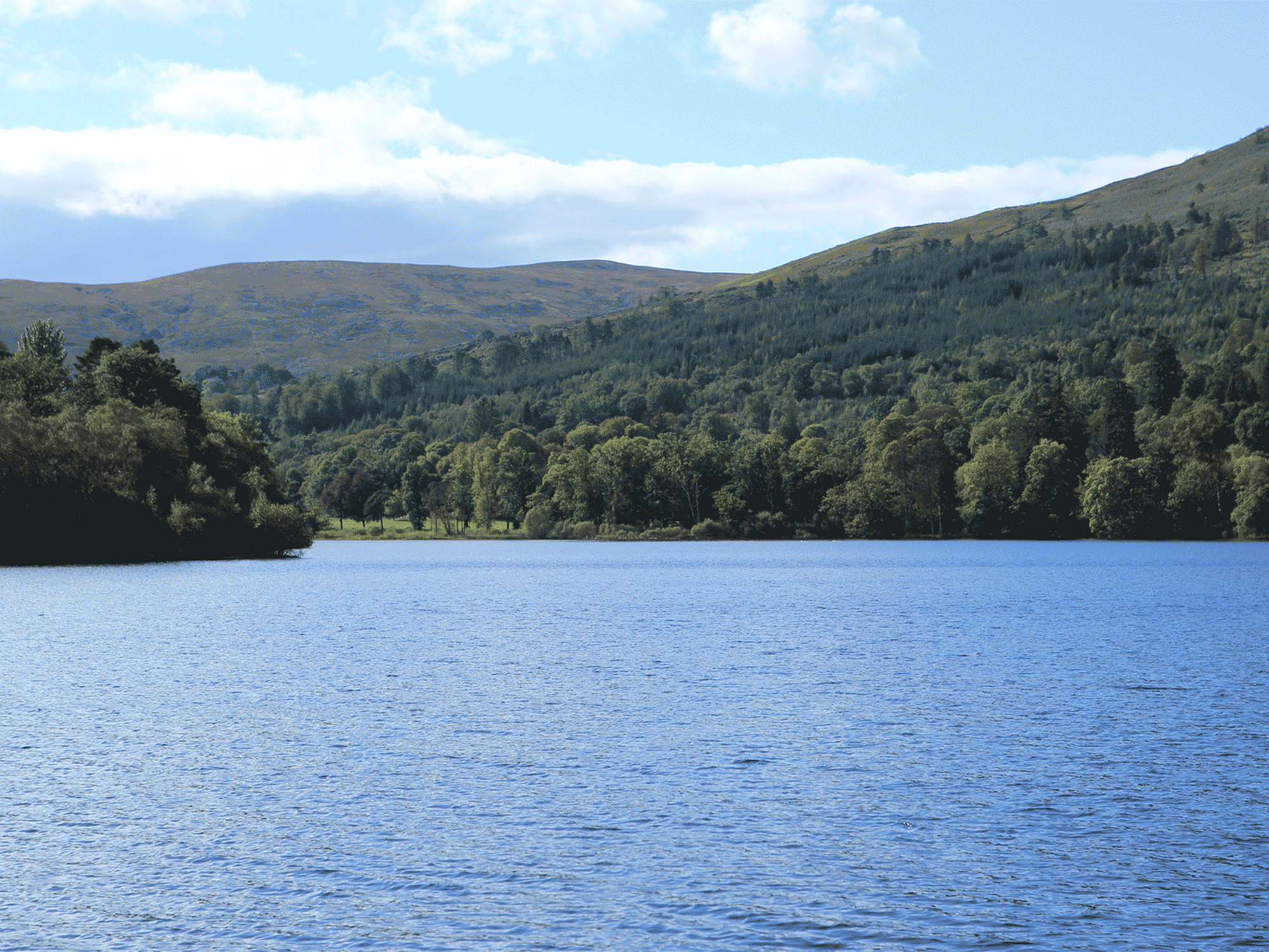 lots of green trees and forests with mountains and water