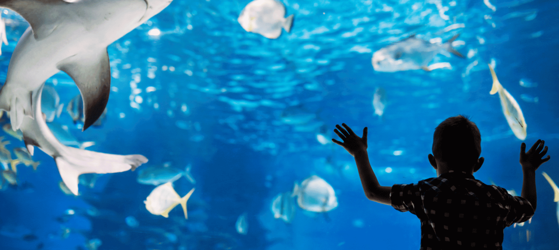 a small child standing in front of a tank filled with sharks and fish