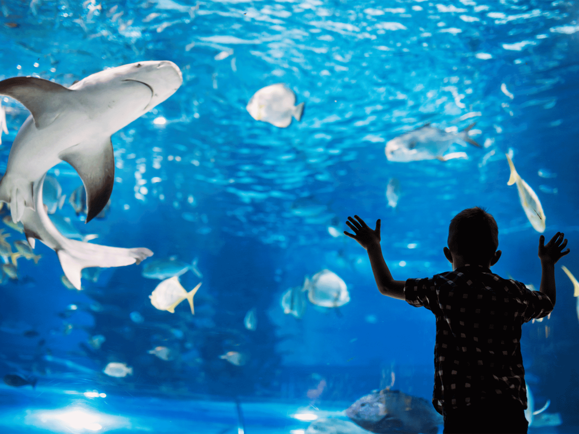 a small child standing in front of a tank filled with sharks and fish