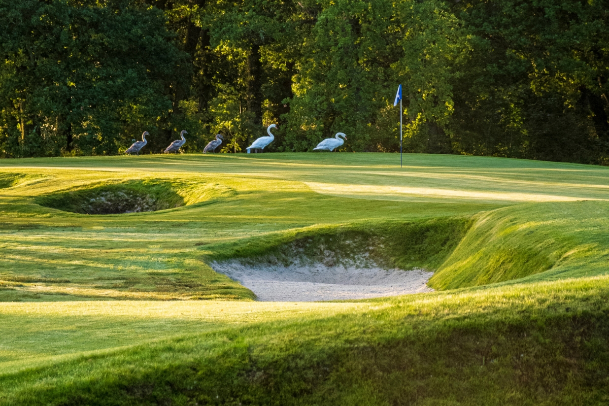 close up view of sand traps on a golf course with ducks walking across