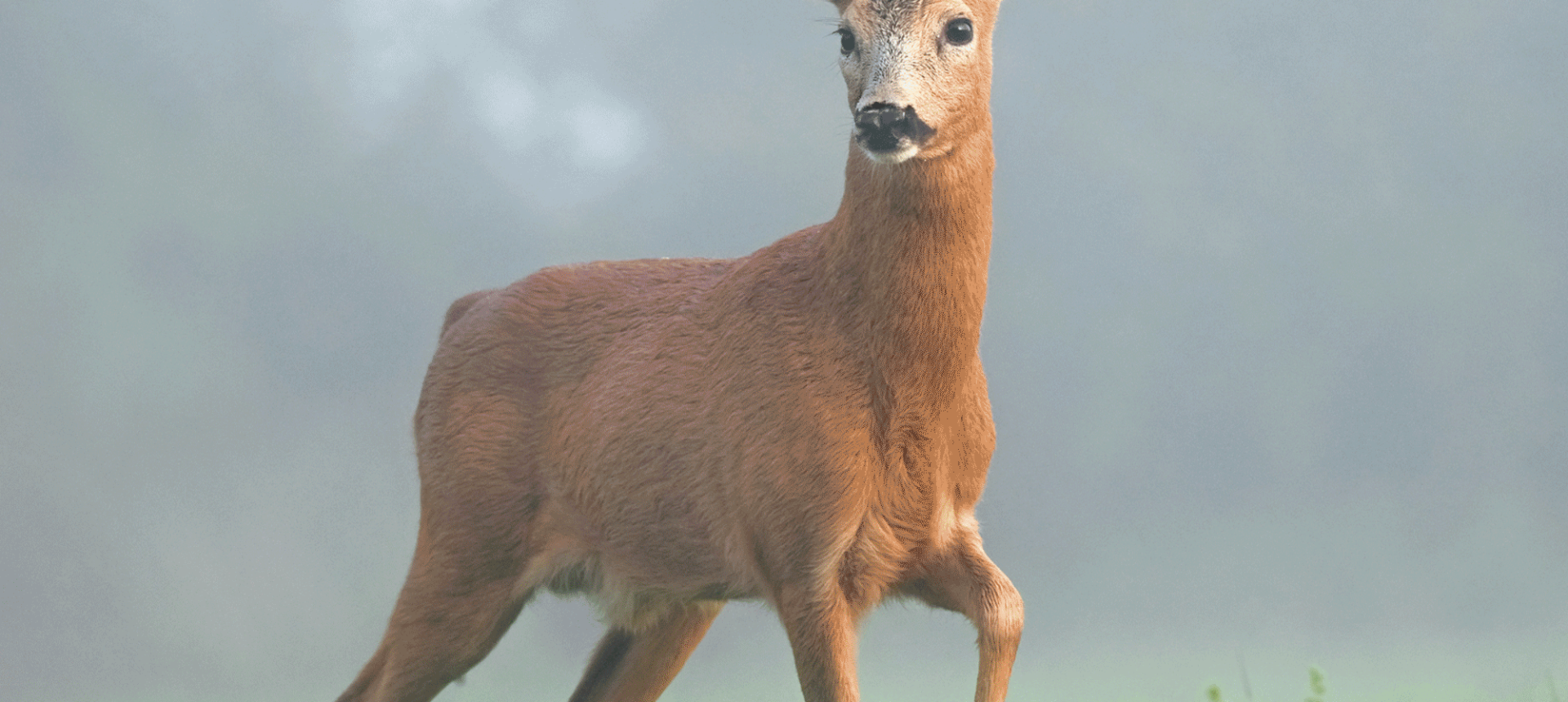 a deer walking through a opening looking off to the side