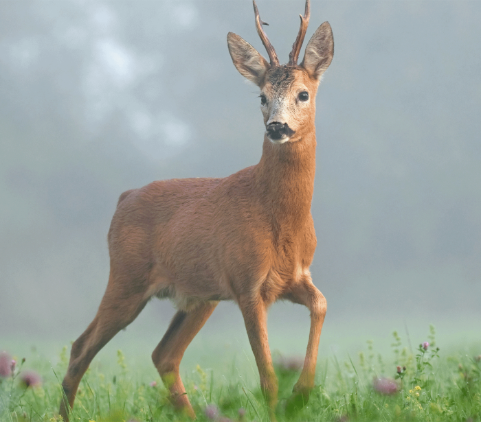 a deer walking through a opening looking off to the side