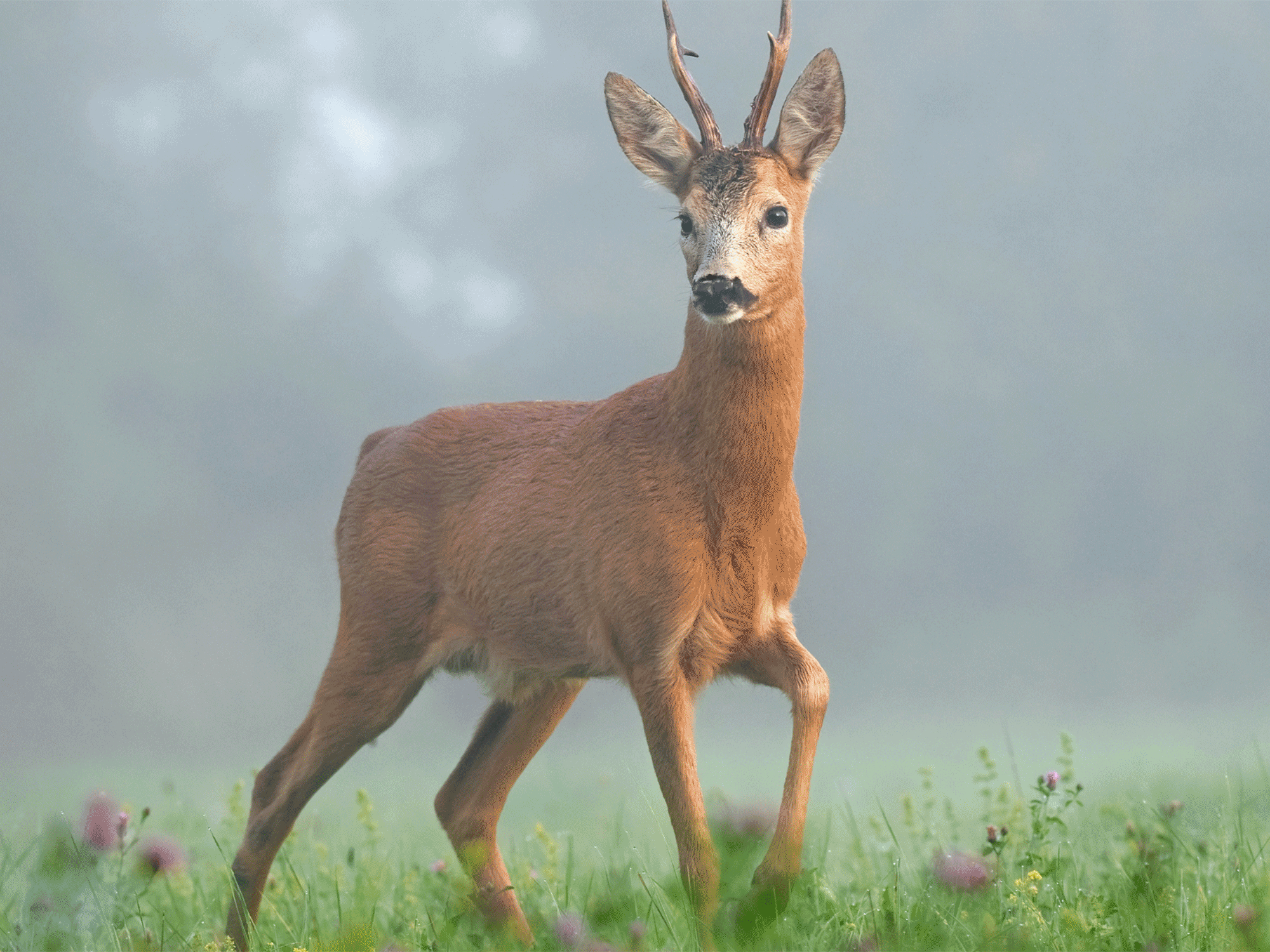 a deer walking through a opening looking off to the side