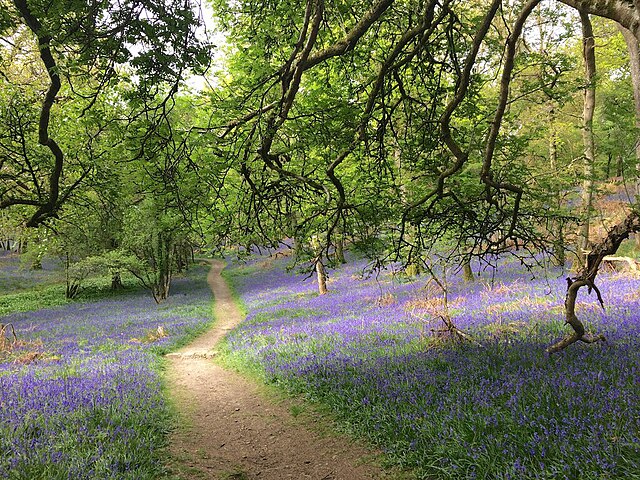 Bluebells on Inchcailloch Island