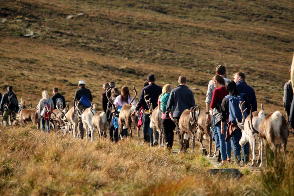 Cairngorms reindeer walking in hills